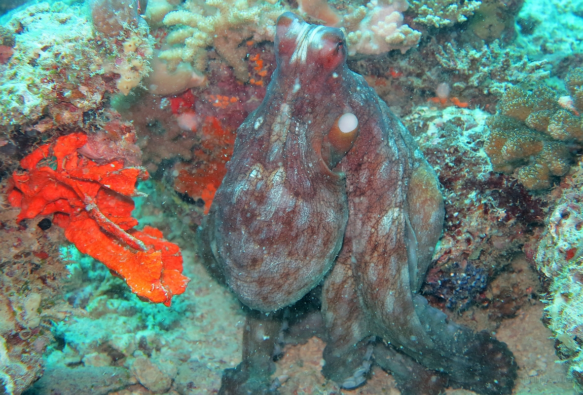 IMG_1075rf_Maldives_Madoogali_Plongee 10_Anghoti thila_Pieuvre.jpg